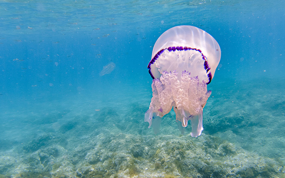 μετά-τις-μοβ-έρχονται-και-οι-γαλάζιες-μ-561917941