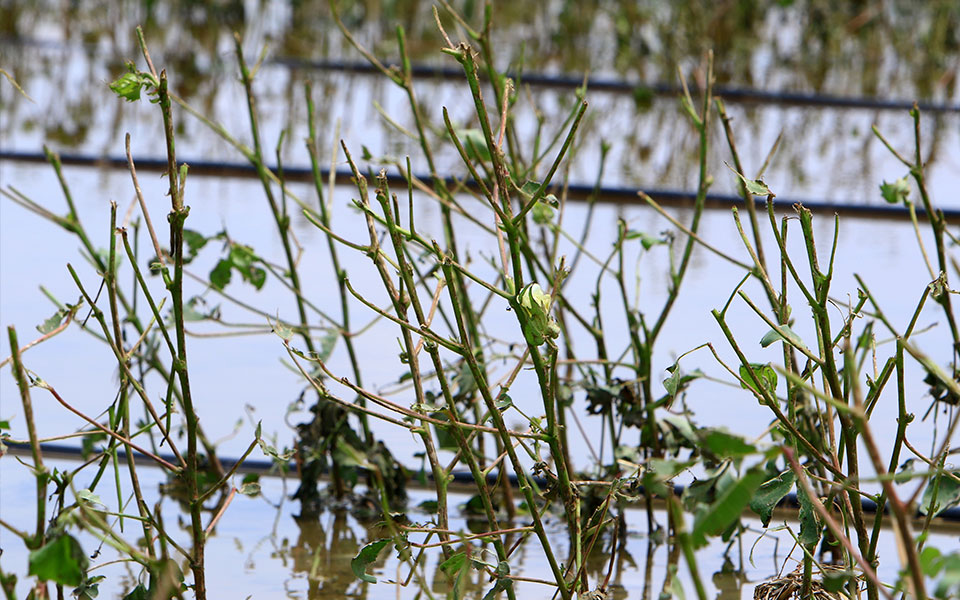 φάρσαλα-περισσότερα-από-15-χιλ-στρέμμα-561928858