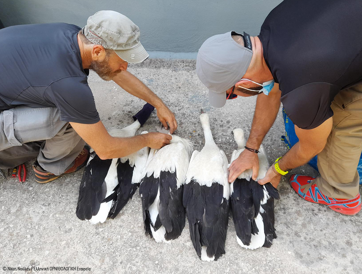 Ανιχνεύοντας τα ιπτάμενα ίχνη των πελαργών-2