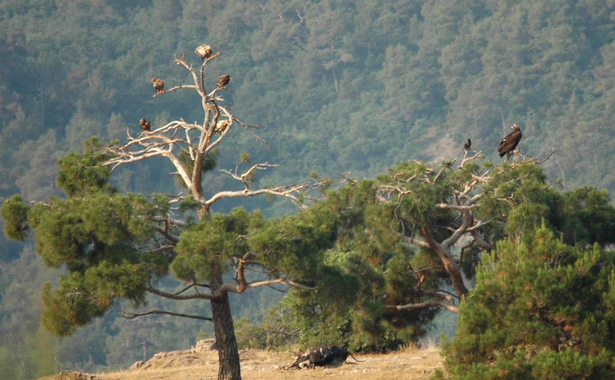 Δάσος Δαδιάς: Μάχη για έναν εθνικό θησαυρό-1