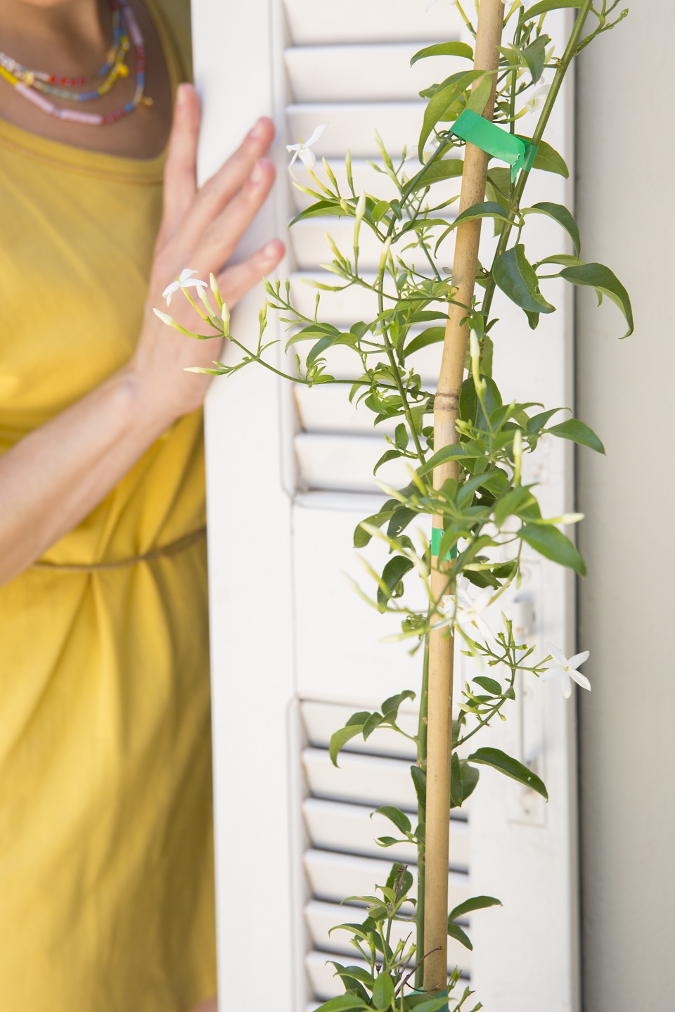 Τα φυτά που θα δώσουν στο μπαλκόνι σας άρωμα καλοκαιριού-2
