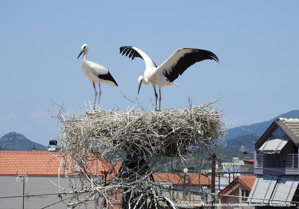 ανιχνεύοντας-τα-ιπτάμενα-ίχνη-των-πελ-561966361