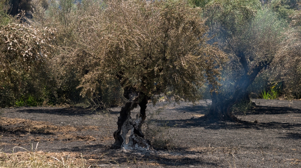 φωτιές-στο-νοτιοδυτικό-μέτωπο-η-μεγάλ-561974326