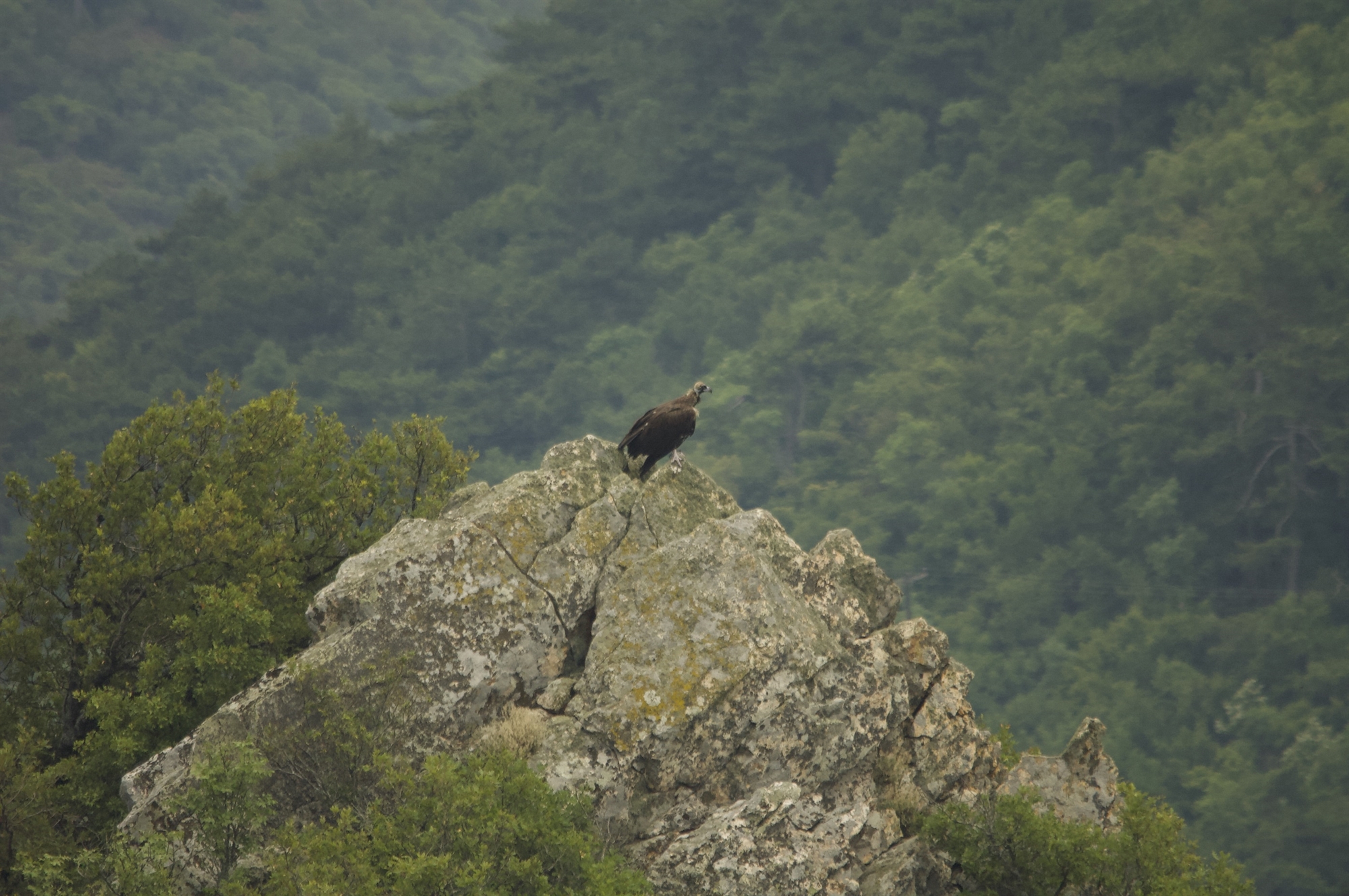 σε-ύφεση-η-φωτιά-στο-εθνικό-πάρκο-δαδιά-561976237