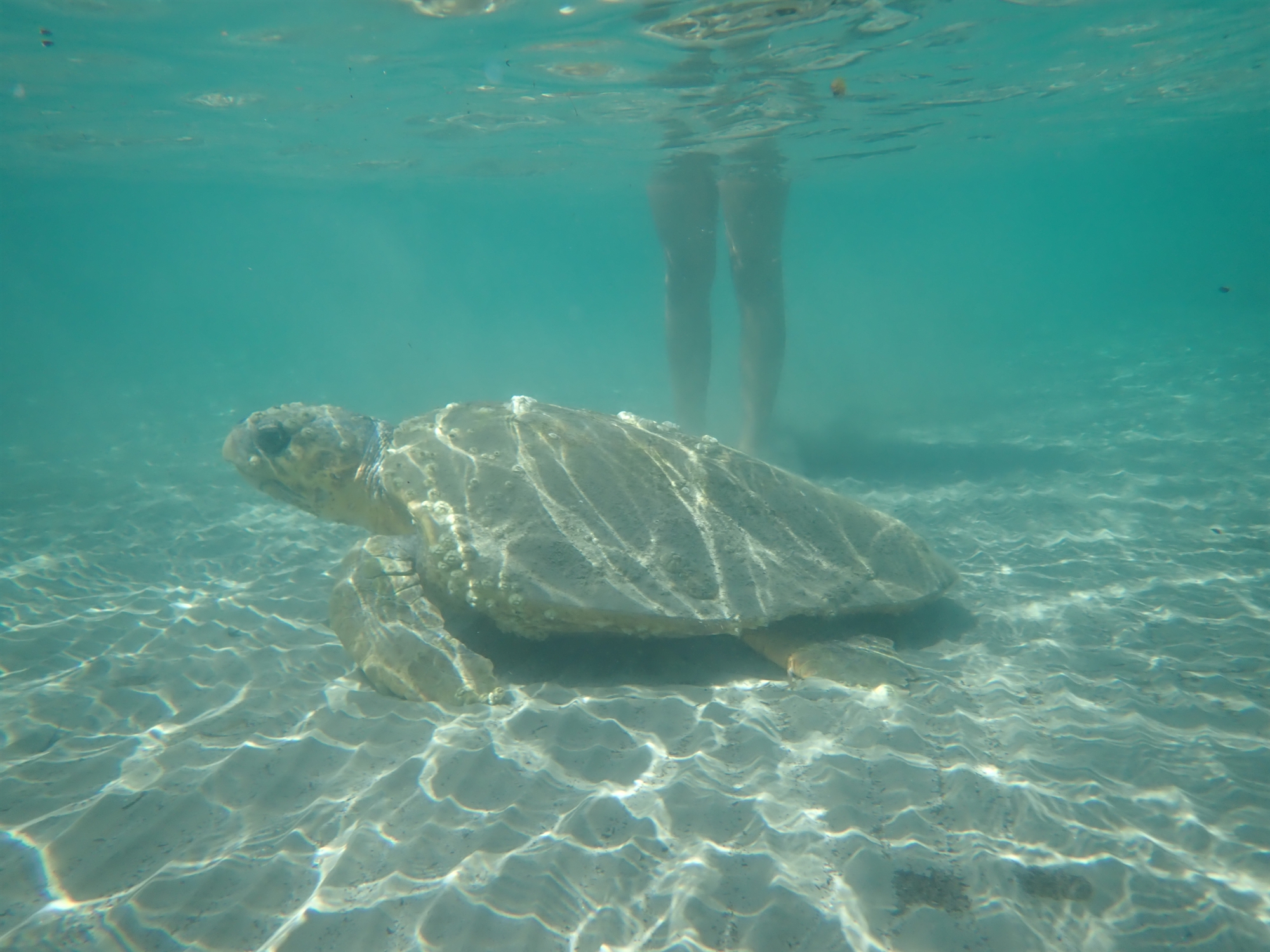 Η καραντίνα ωφέλησε σοβαρά τα οικοσυστήματα – Το παράδειγμα της χελώνας-1