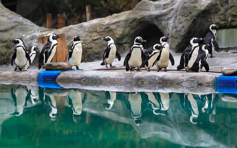 ιαπωνία-ο-πληθωρισμός-χτύπησε-και-του-561943771