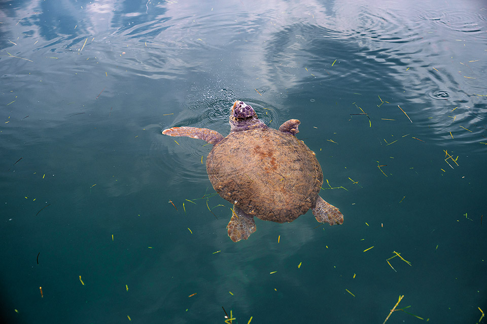 Κεφαλονιά: Η φύση πρωταγωνιστεί-2