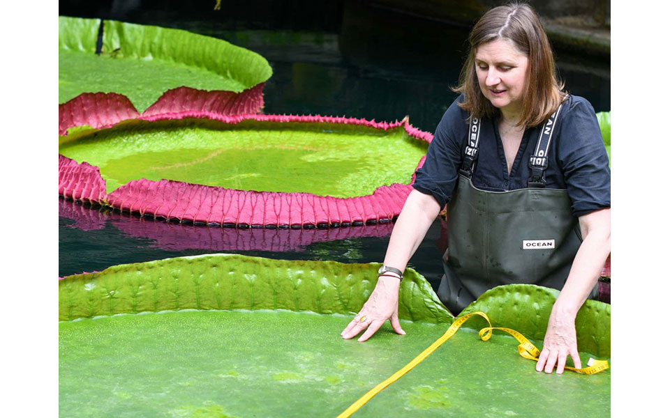 νέο-είδος-νούφαρου-σε-βρετανικό-βοταν-561941464