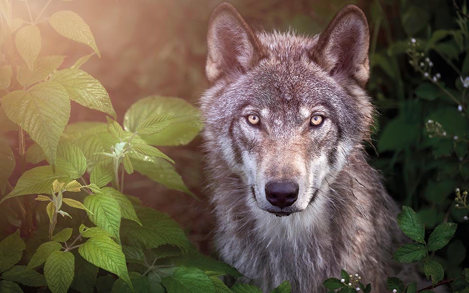 γιατι-όλα-τα-ζώα-αξίζουν-τον-σεβασμό-μα-561936289