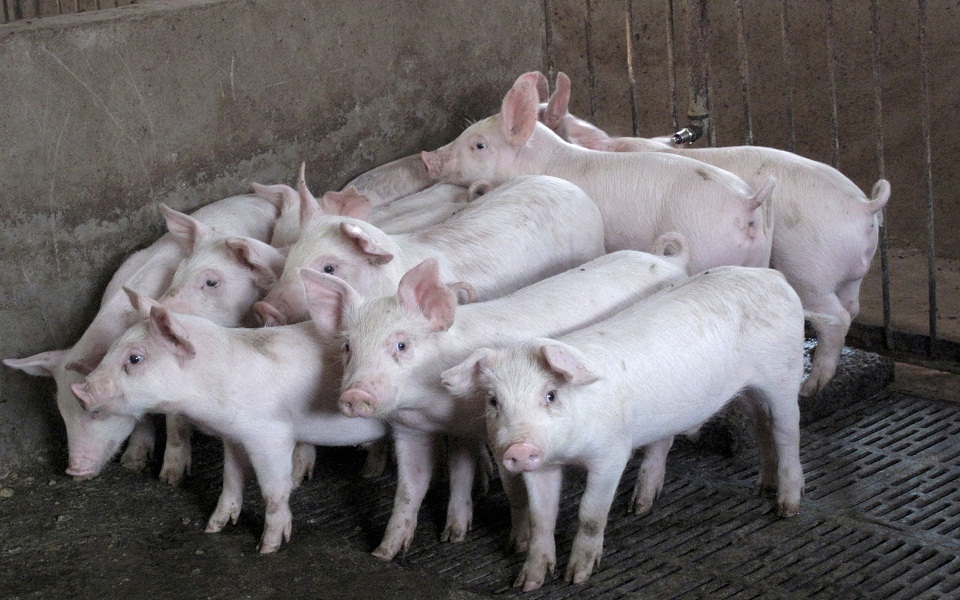 χωρικός-στη-ρωσία-πεθαίνει-από-επίθεσ-561972226