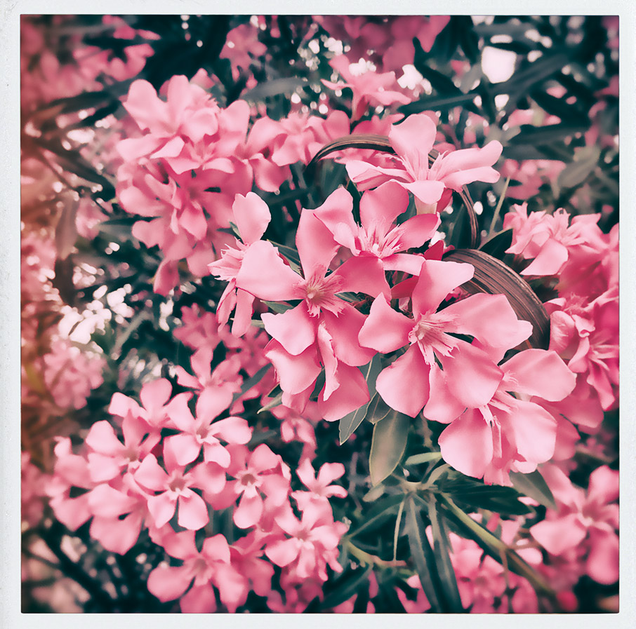 Τσουκαρέλα, Τζίνα και Ρόσα αναζητούν νέο νόημα στις διακοπές τους-3