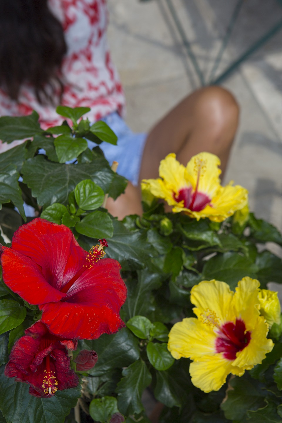 Τα φυτά που θα δώσουν στο μπαλκόνι σας άρωμα καλοκαιριού-3
