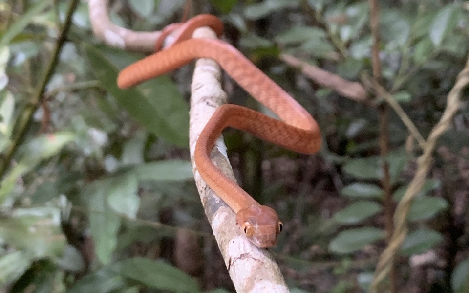Τα ζώα-εισβολείς έχουν κοστίσει στον κόσμο 15,5 δισεκ. ευρώ, αναφέρει μελέτη-1