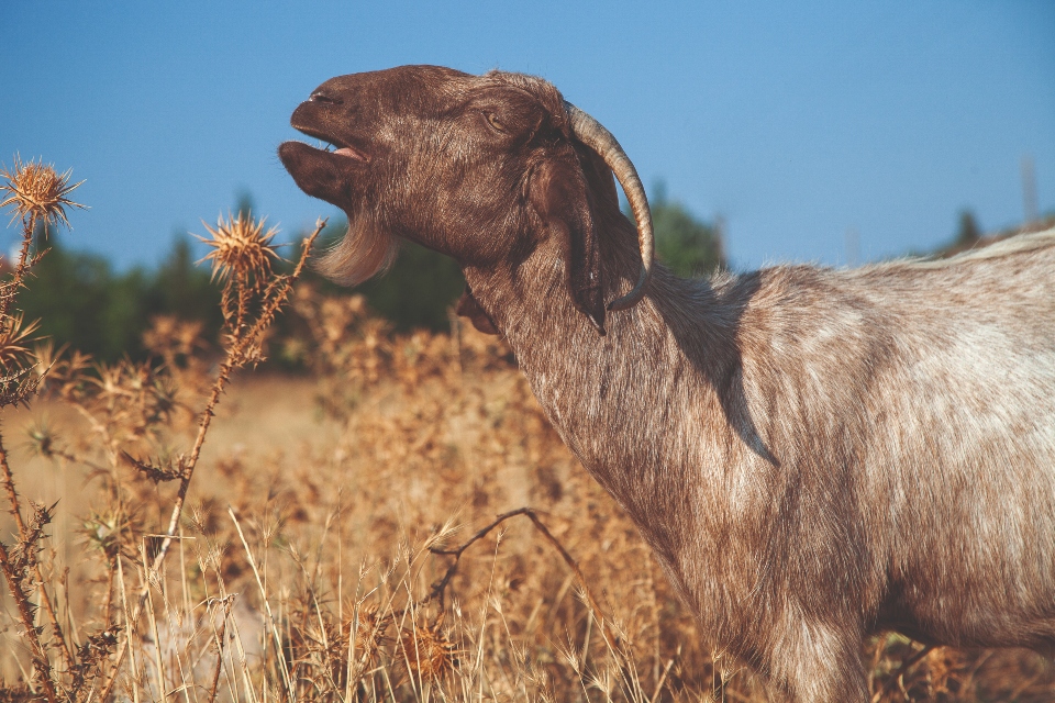 Στην Επίδαυρο δεν ταξιδεύουμε μόνο για τις αρχαίες τραγωδίες-7