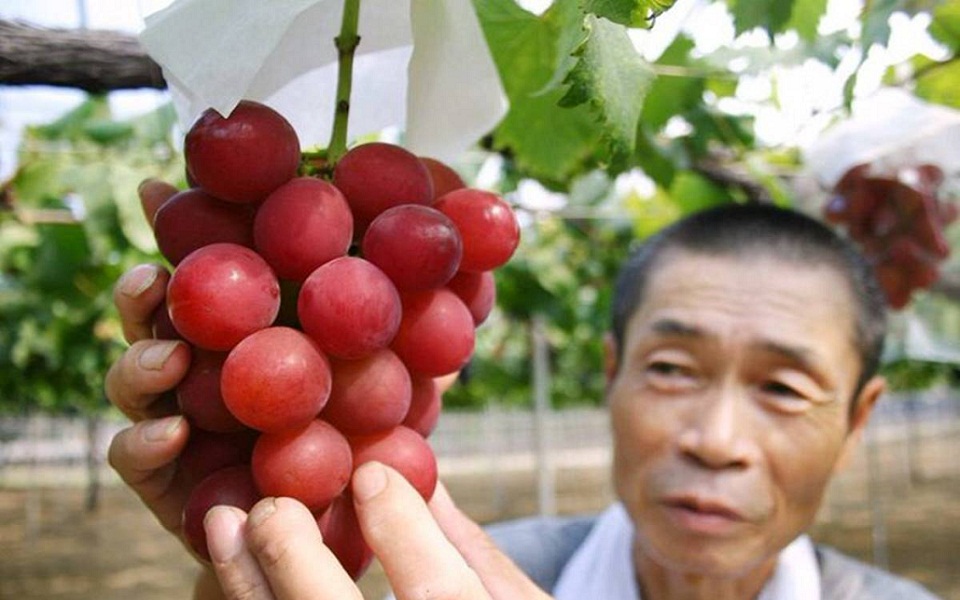 ιαπωνία-γιατί-ένα-τσαμπί-σταφύλι-αγορ-561957802