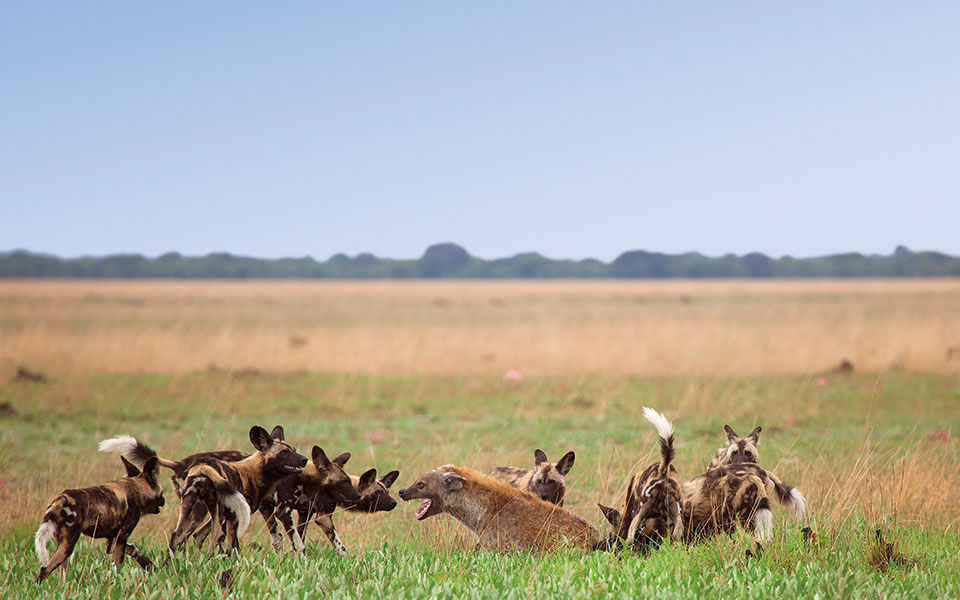 H απίστευτη οδύσσεια των άγριων σκυλιών στις σαβάνες της Αφρικής-3