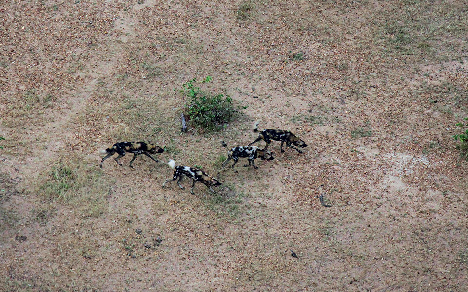 H απίστευτη οδύσσεια των άγριων σκυλιών στις σαβάνες της Αφρικής-4