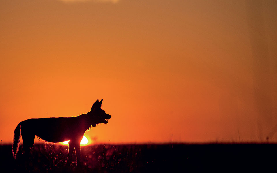 H απίστευτη οδύσσεια των άγριων σκυλιών στις σαβάνες της Αφρικής-1