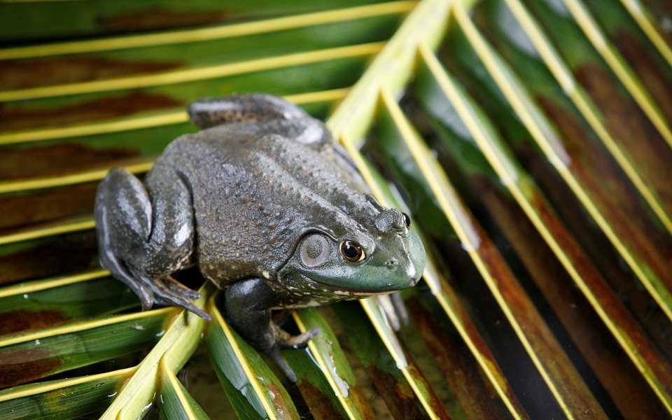 τα-ζώα-εισβολείς-έχουν-κοστίσει-στον-κ-561978460