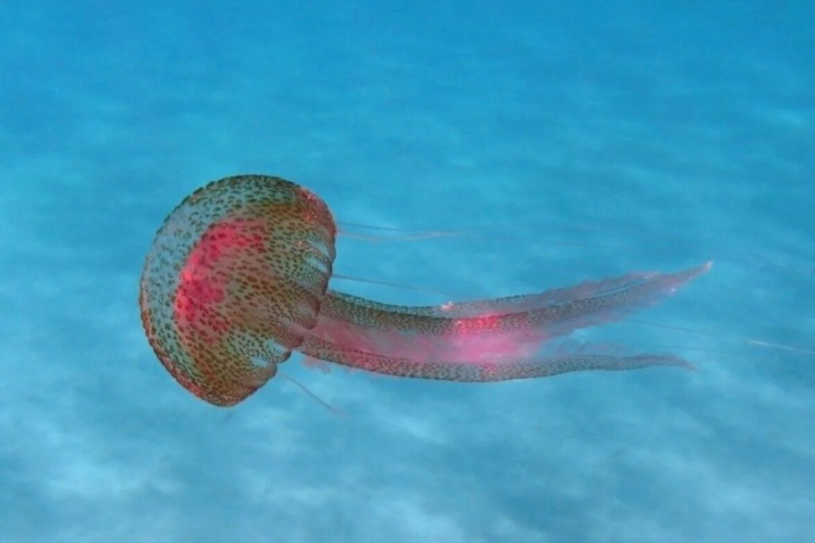 φθίνουν-οι-μοβ-μέδουσες-561935377