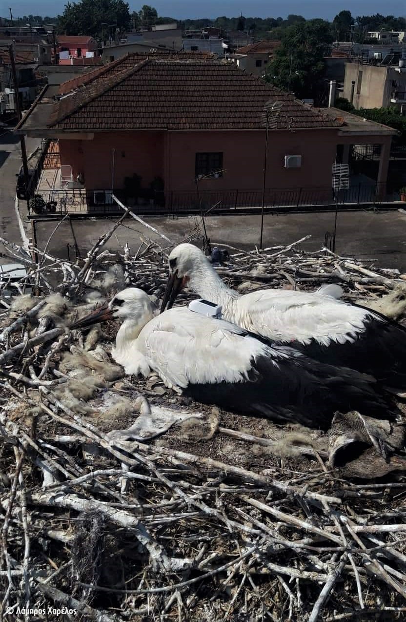 Ανιχνεύοντας τα ιπτάμενα ίχνη των πελαργών-1
