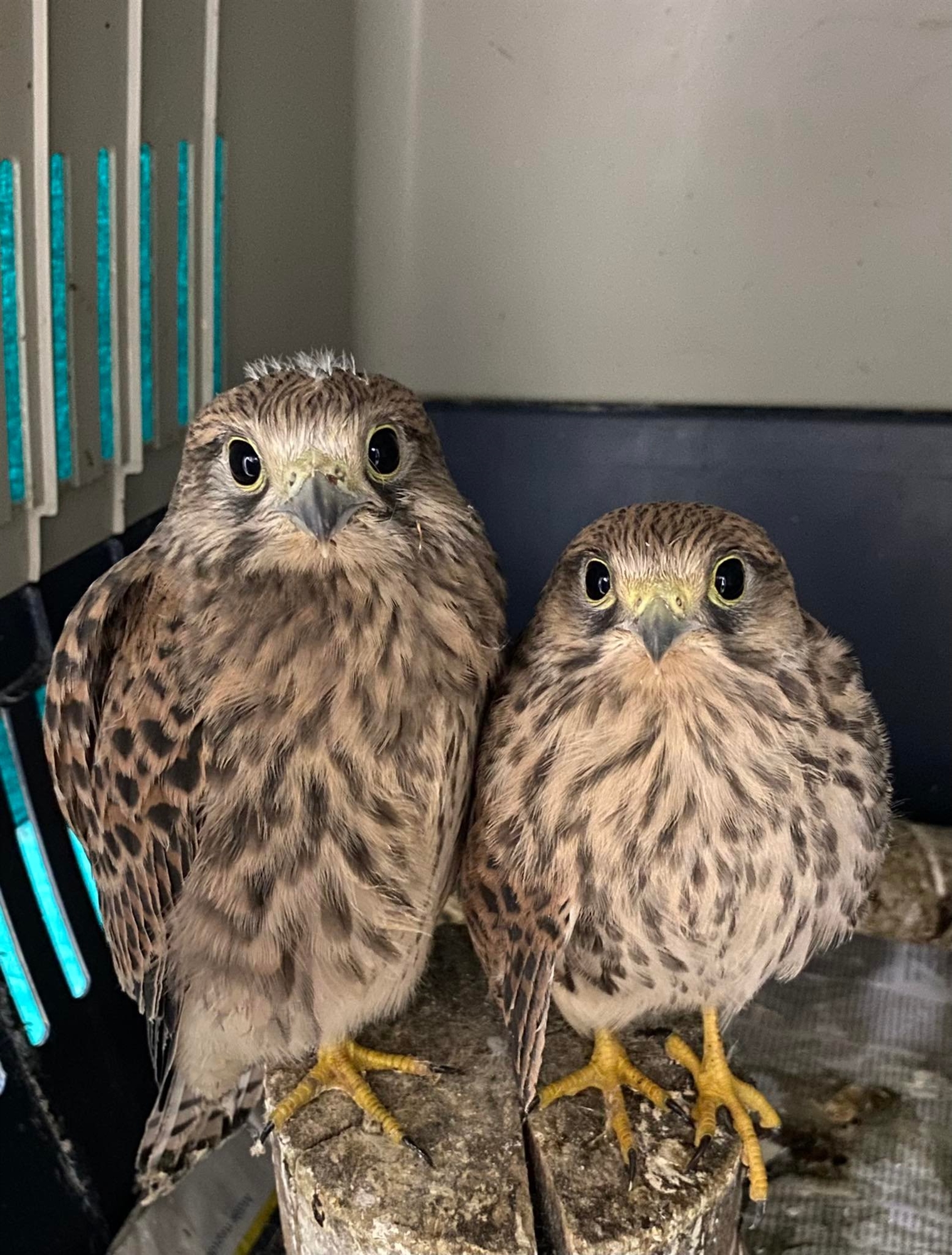 Καμπανάκι πριν να είναι αργά: «Μην περιμένετε μια πυρκαγιά για να μας στηρίξετε»-1