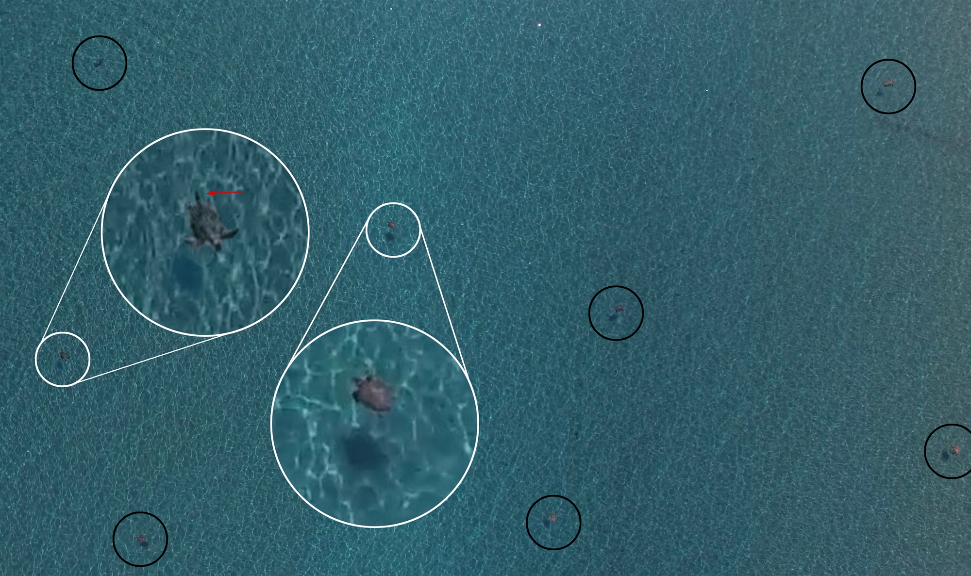 η-καραντίνα-ωφέλησε-σοβαρά-τα-οικοσυσ-561980374