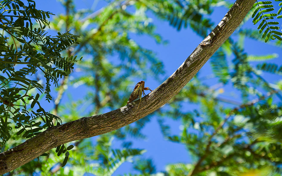 γιατί-δεν-ακούμε-ακόμα-τζιτζίκια-στην-561944137