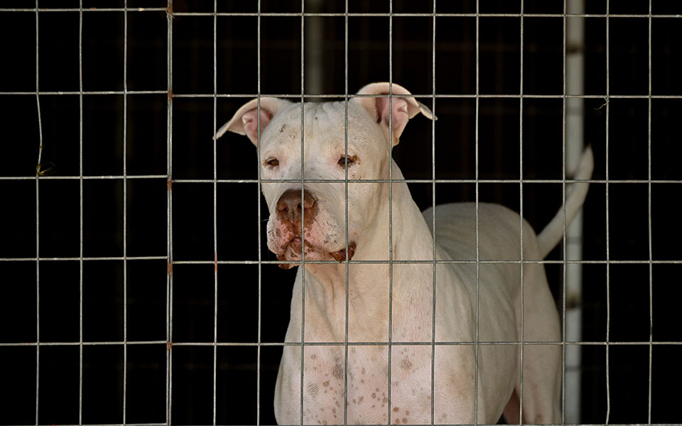 εύβοια-συνελήφθη-ο-ιδιοκτήτης-του-σκύ-561981868