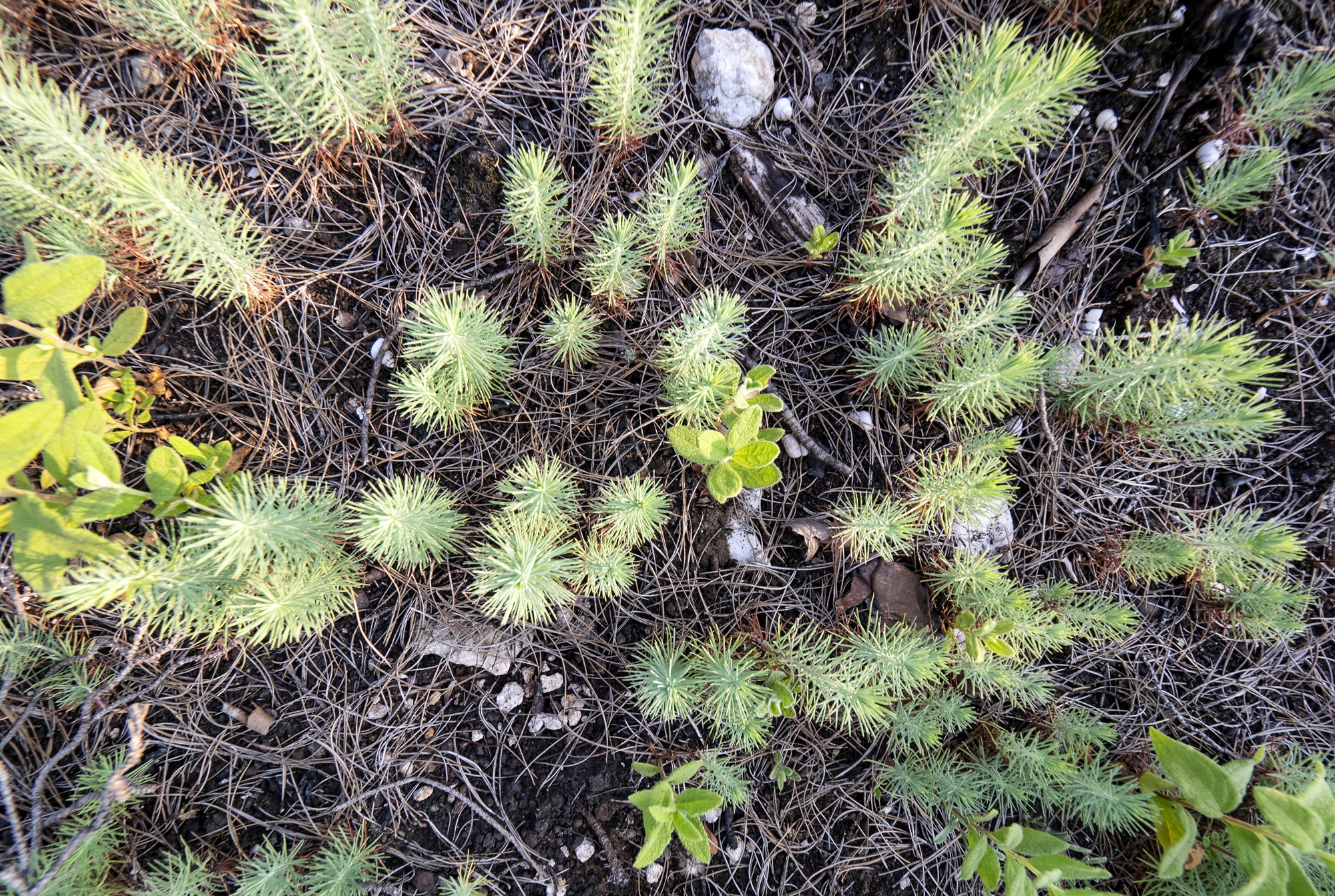 Εύβοια, ένας χρόνος μετά: «Λες και η στάχτη έγινε λίπασμα»-5