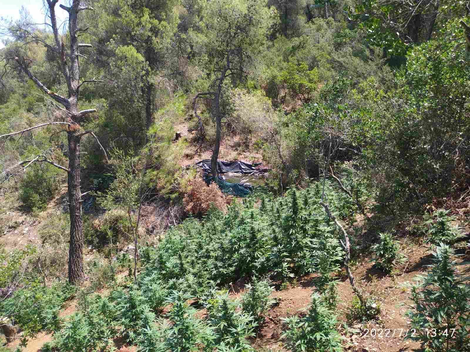Κόρινθος: Εντοπίστηκε φυτεία με 1.210 δενδρύλλια κάνναβης (εικόνες)-1