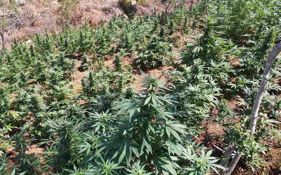 κόρινθος-εντοπίστηκε-φυτεία-με-1-210-δενδ-561939367