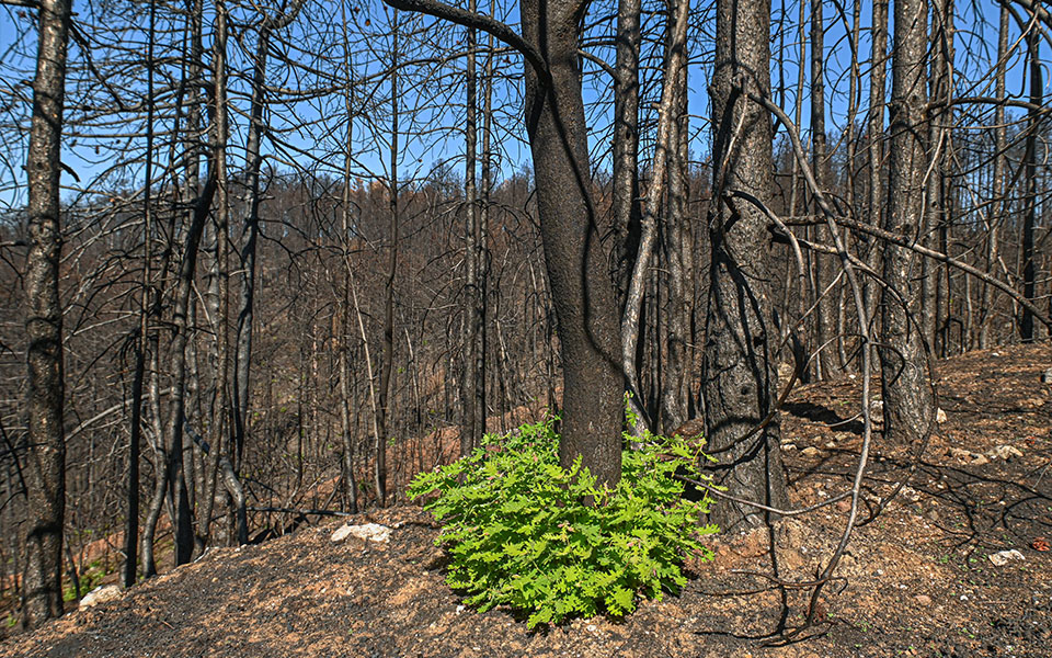 εύβοια-μια-προσαγωγή-υπόπτου-για-εμπρ-561972517