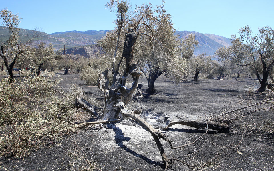 φωτιά-στην-ιτέα-κάηκαν-πάνω-από-12-150-στρέμ-561945544