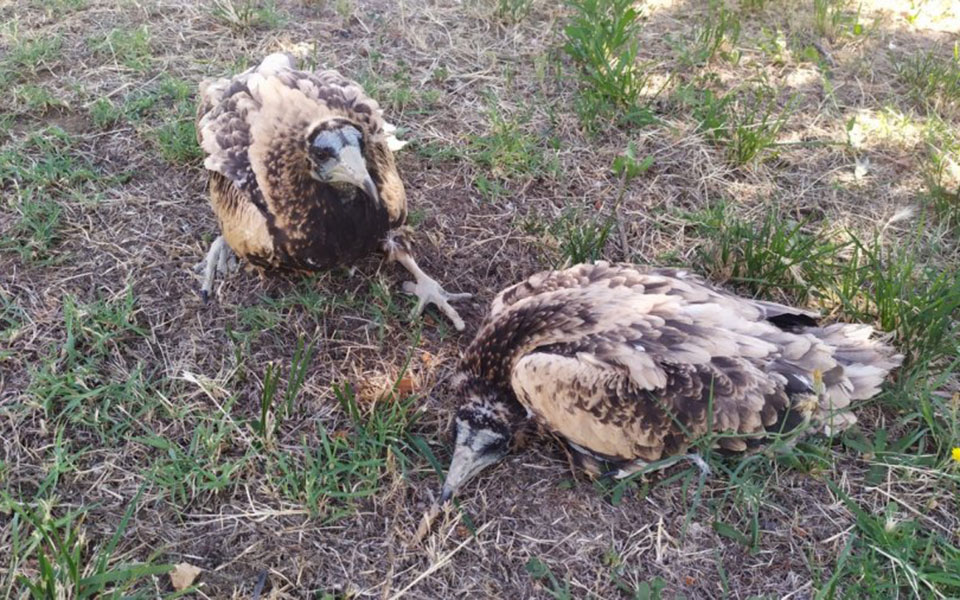 δαδιά-προληπτική-απομάκρυνση-δύο-νεο-561977263