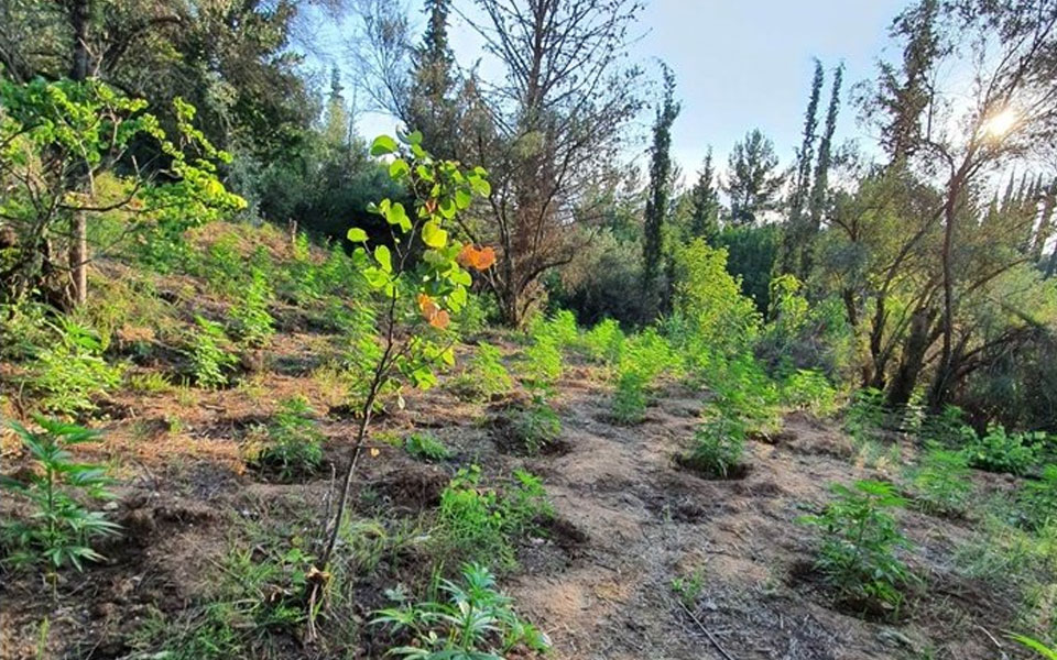 φθιώτιδα-εντοπίστηκε-φυτεία-με-467-δενδ-561973774