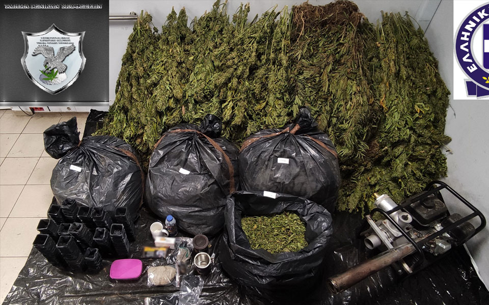 θεσσαλονίκη-οργανωμένη-φυτεία-κάννα-561972463