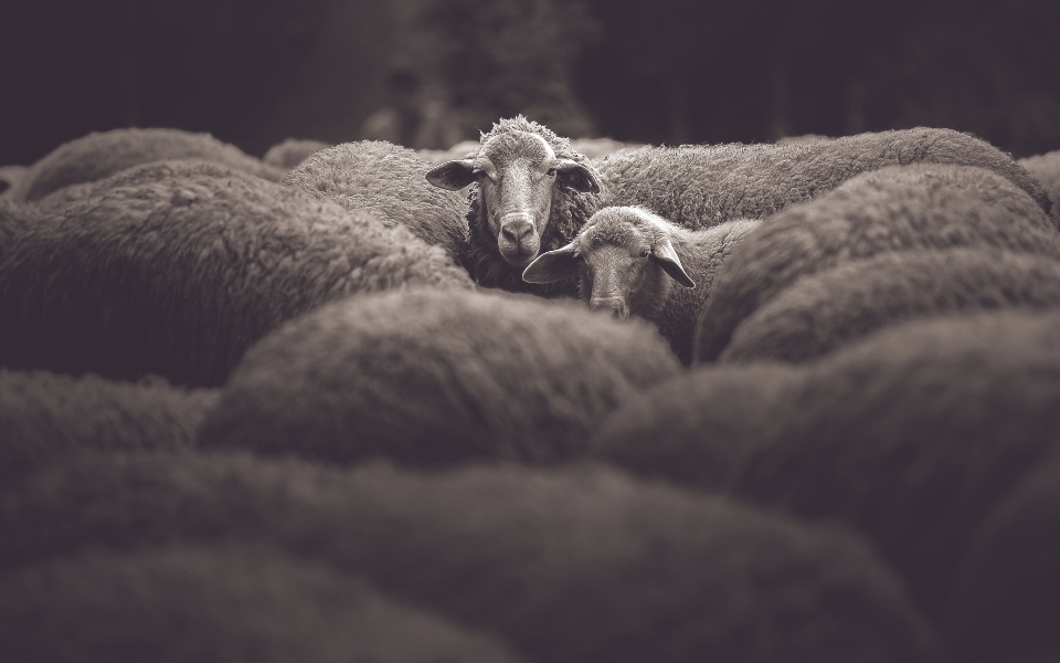 είναι-ηθικό-να-σκοτώνουμε-ζώα-για-να-τρ-561971470