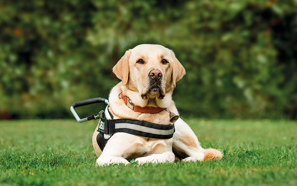 τα-ζώα-βοήθειας-και-τα-γκρίζα-σημεία-το-561958318