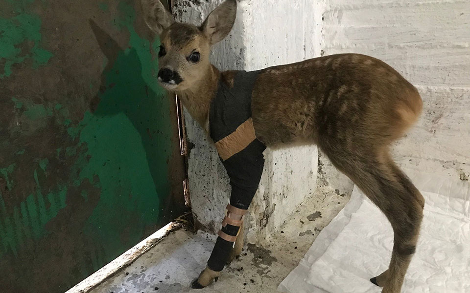 τραυματισμένο-ζαρκάδι-τεσσάρων-μηνώ-561970036