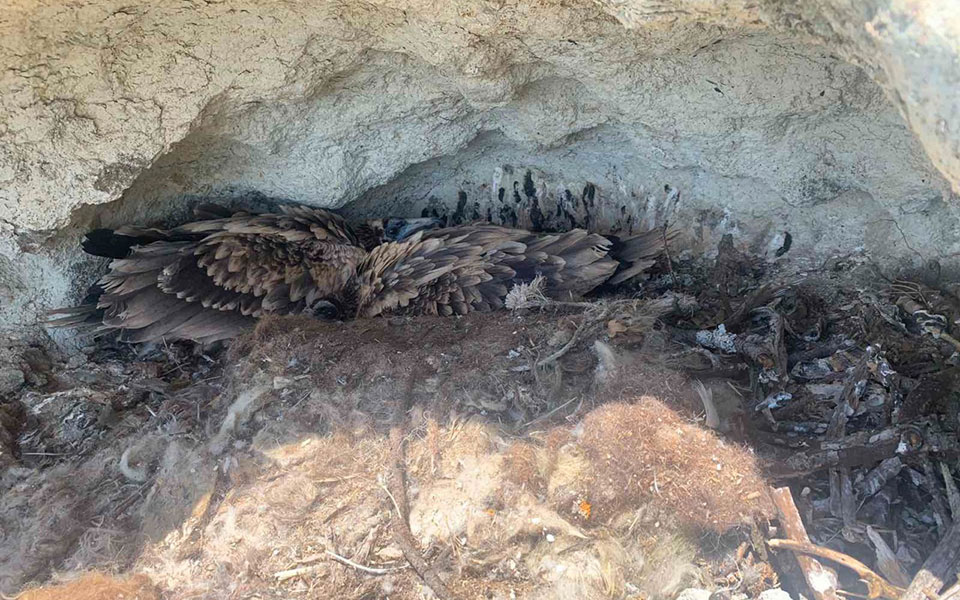 Έβρος: Δύο νεοσσοί γύπες επέστρεψαν στο δάσος της Δαδιάς-1