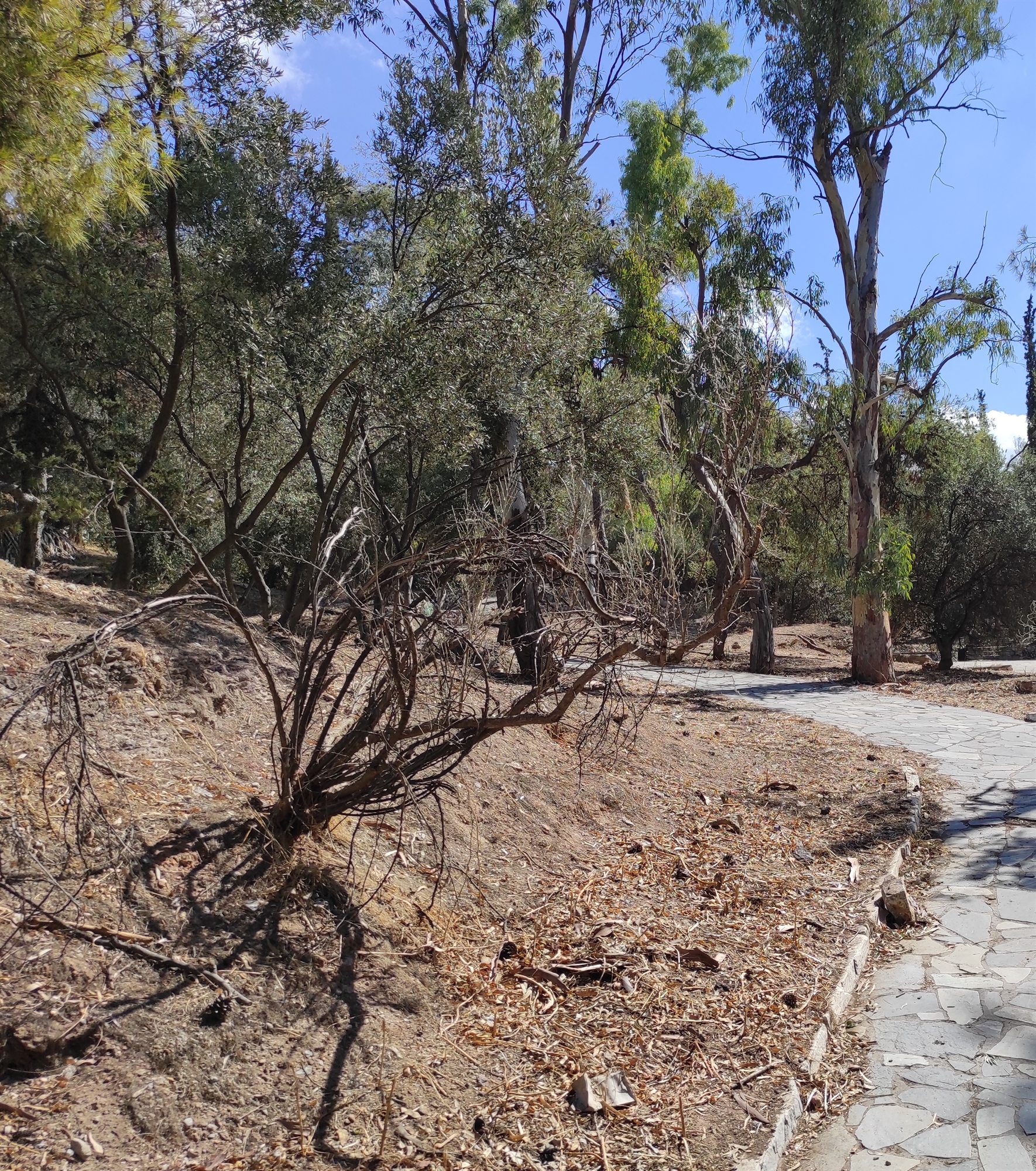 Λόφος Στρέφη: πεδίο εγκατάλειψης-3