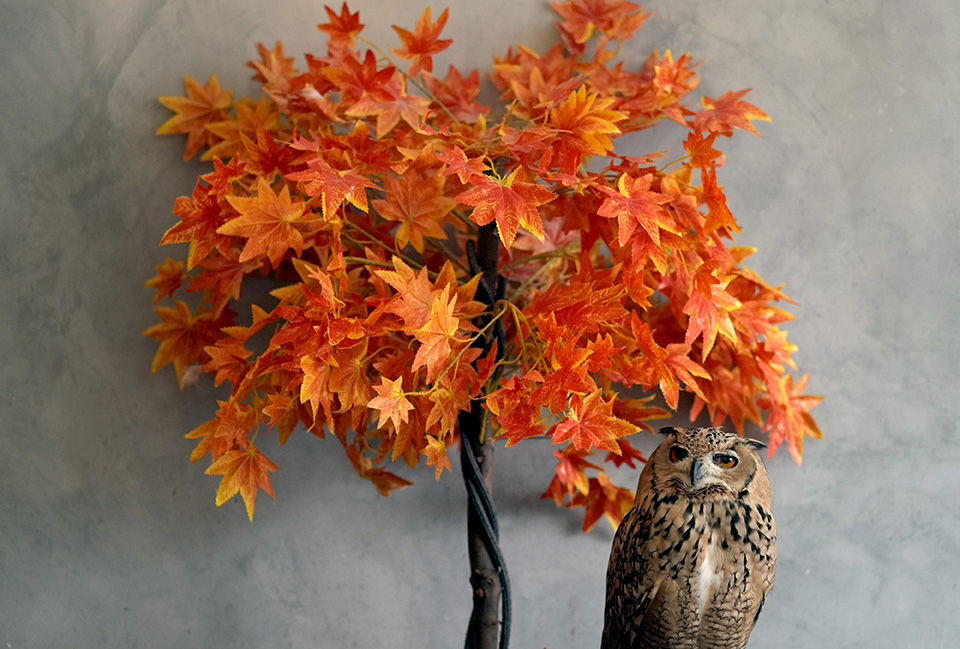 καφές-και-κουκουβάγιες-561985741