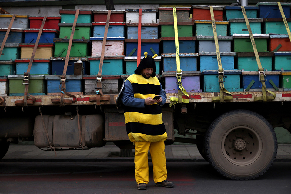 μελισσούλες-στο-σαντιάγο-562002481