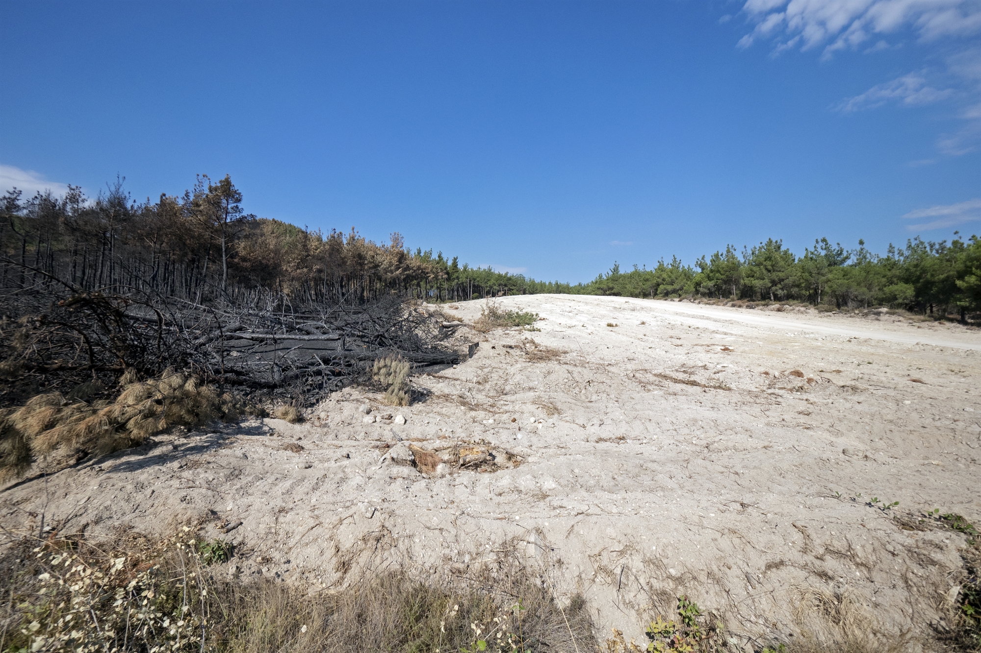 Οδοιπορικό στo πληγωμένo δάσος της Δαδιάς – Πώς σώθηκε ο πυρήνας του-12