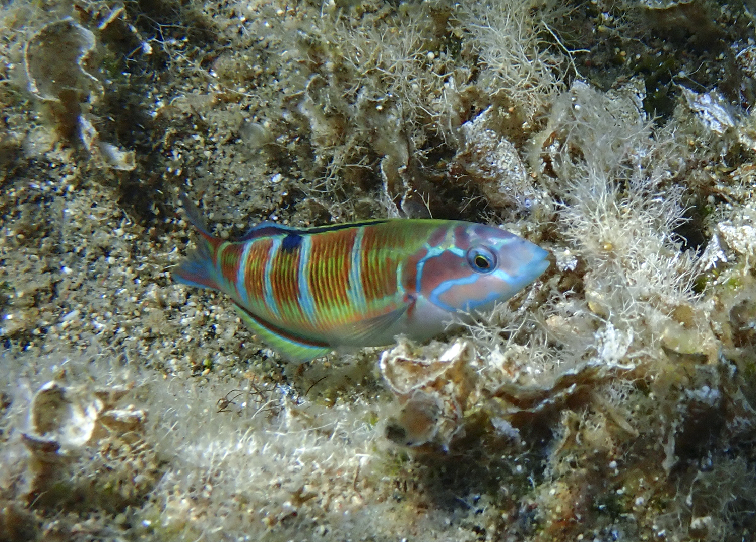 οι-άγνωστες-καλλονές-των-εχινάδων-νήσ-562005238