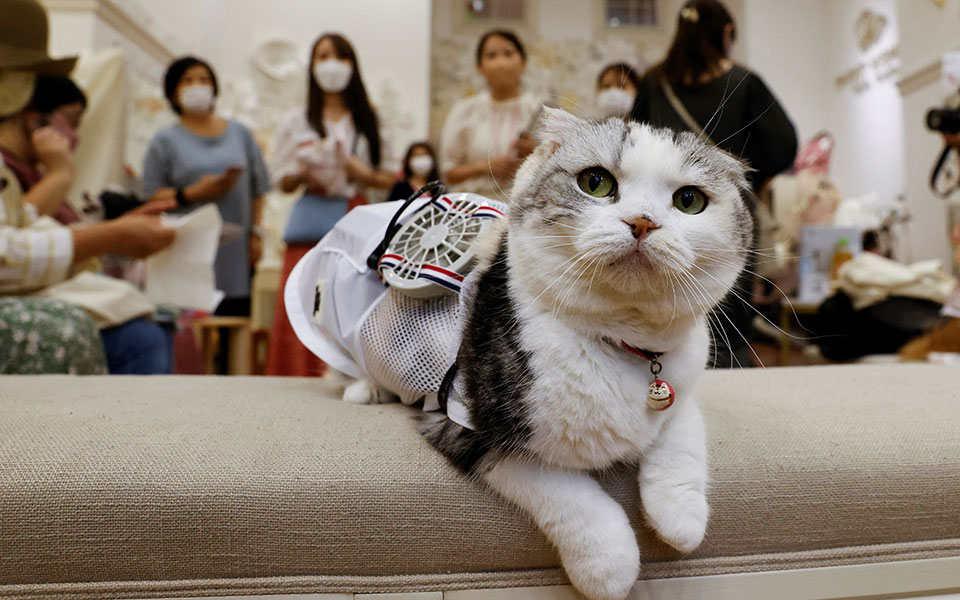 H ανορθόδοξη λύση για να μη ζεσταίνονται τα κατοικίδιά σας-1