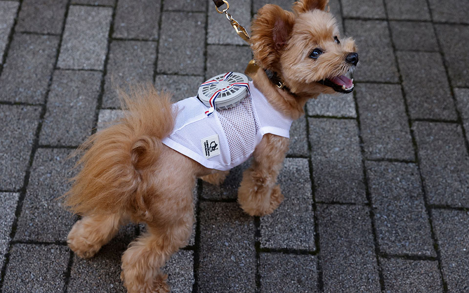 H ανορθόδοξη λύση για να μη ζεσταίνονται τα κατοικίδιά σας-2