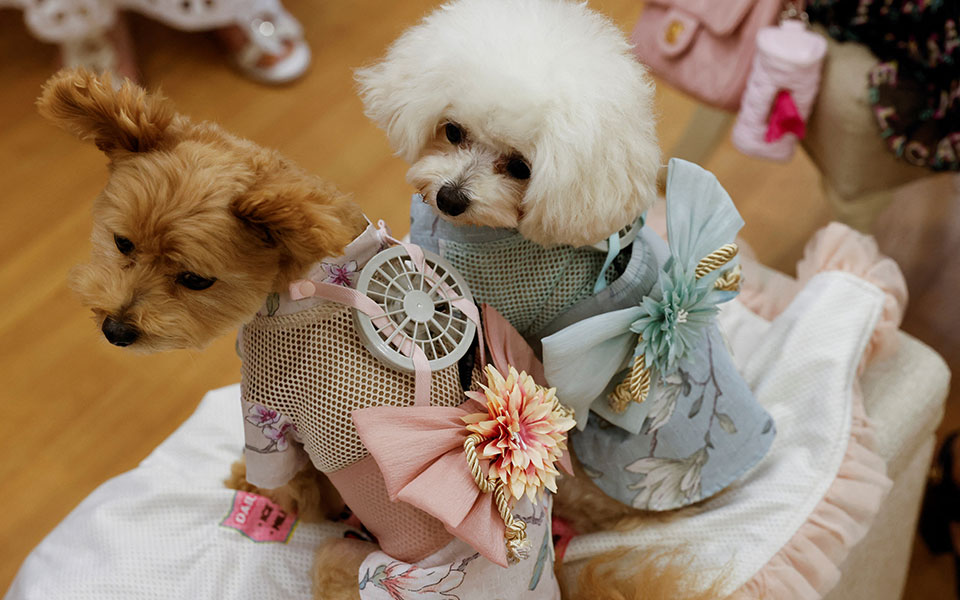 h-ανορθόδοξη-λύση-για-να-μη-ζεσταίνοντα-561983554