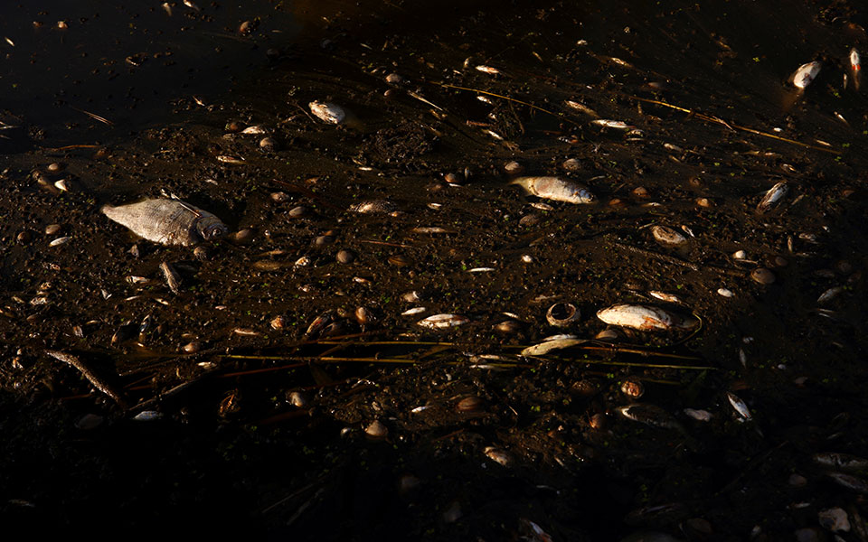 Ποταμός Όντερ: Στην υπερανάπτυξη τοξικών φυκιών ενδέχεται να οφείλεται ο μαζικός θάνατος ψαριών-1